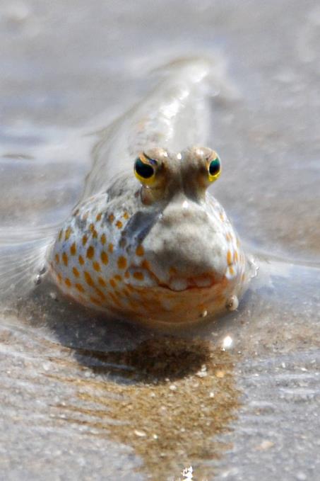 D:\DataFoto\Foto's - Reizen\2016-03-26 Borneo\10 Bako NP Mangrove\BORN1592y.jpg