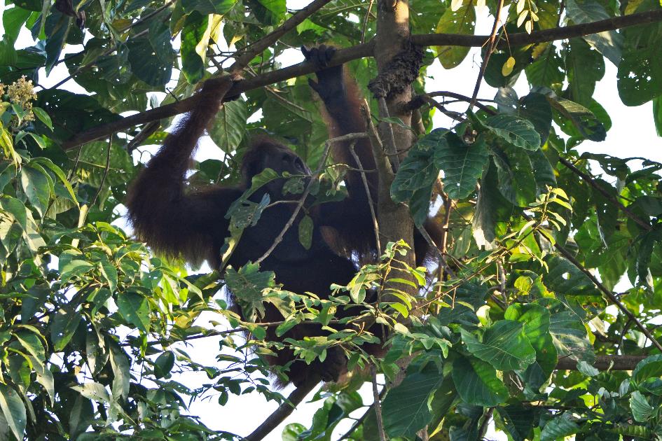 D:\DataFoto\Foto's - Reizen\2016-03-26 Borneo\17 Boottocht Menanggul\BORN3263y.jpg