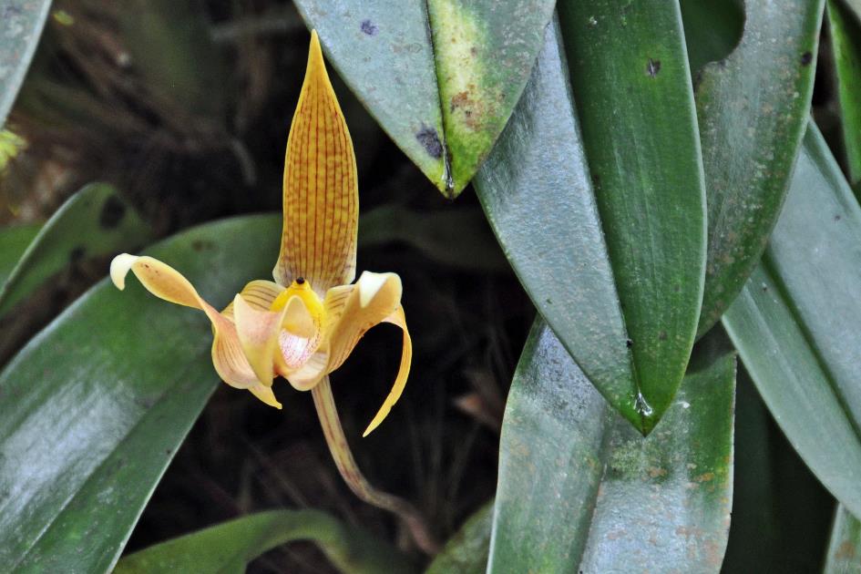 D:\DataFoto\Foto's - Reizen\2016-03-26 Borneo\18 Mt Kinabalu\BORN3513y.jpg