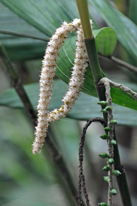 D:\DataFoto\Foto's - Reizen\2016-03-26 Borneo\18 Mt Kinabalu\BORN3586y.jpg