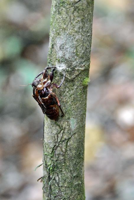 D:\DataFoto\Foto's - Reizen\2016-03-26 Borneo\18 Mt Kinabalu\BORN3641s.jpg