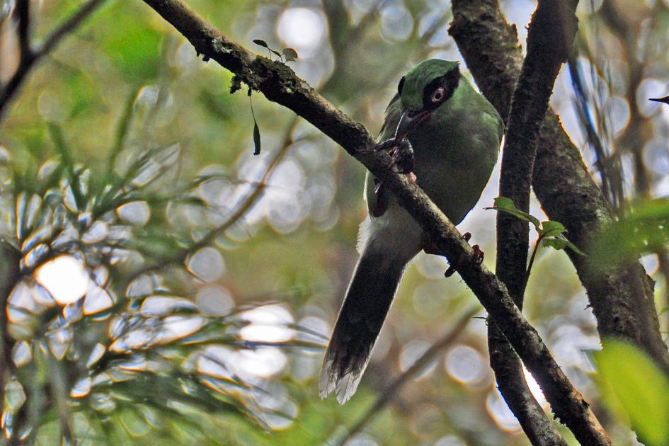 D:\DataFoto\Foto's - Reizen\2016-03-26 Borneo\18 Mt Kinabalu\BORN3614y.jpg