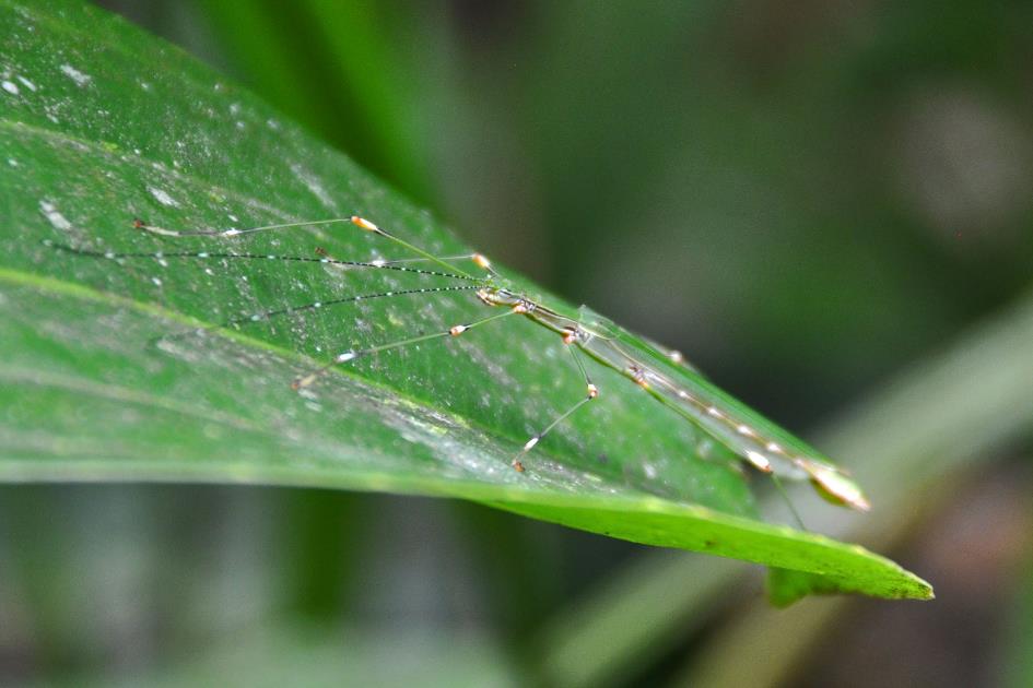 D:\DataFoto\Foto's - Reizen\2016-03-26 Borneo\18 Mt Kinabalu\BORN3608y.jpg