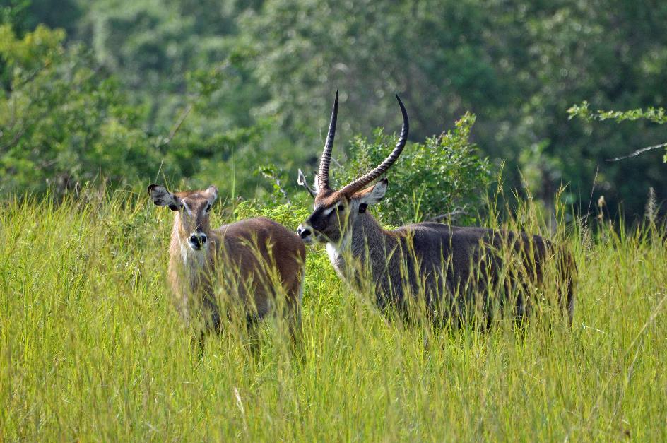 D:\DataFoto\Foto's - Reizen\2016-07-11 Oeganda - Rwanda\02 Murchison Falls Safari 1V\Best Of\OERW0196y.jpg