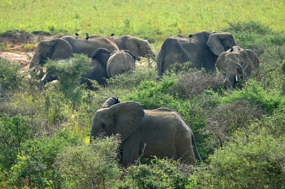 D:\DataFoto\Foto's - Reizen\2016-07-11 Oeganda - Rwanda\02 Murchison Falls Safari 1V\Best Of\OERW0217y.jpg