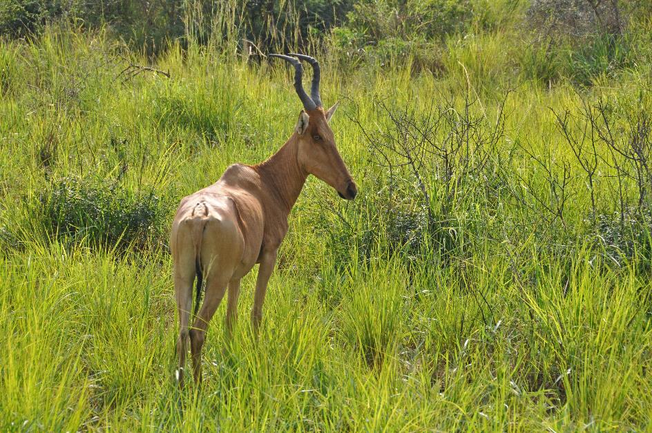 D:\DataFoto\Foto's - Reizen\2016-07-11 Oeganda - Rwanda\02 Murchison Falls Safari 1V\Best Of\OERW0247y.jpg