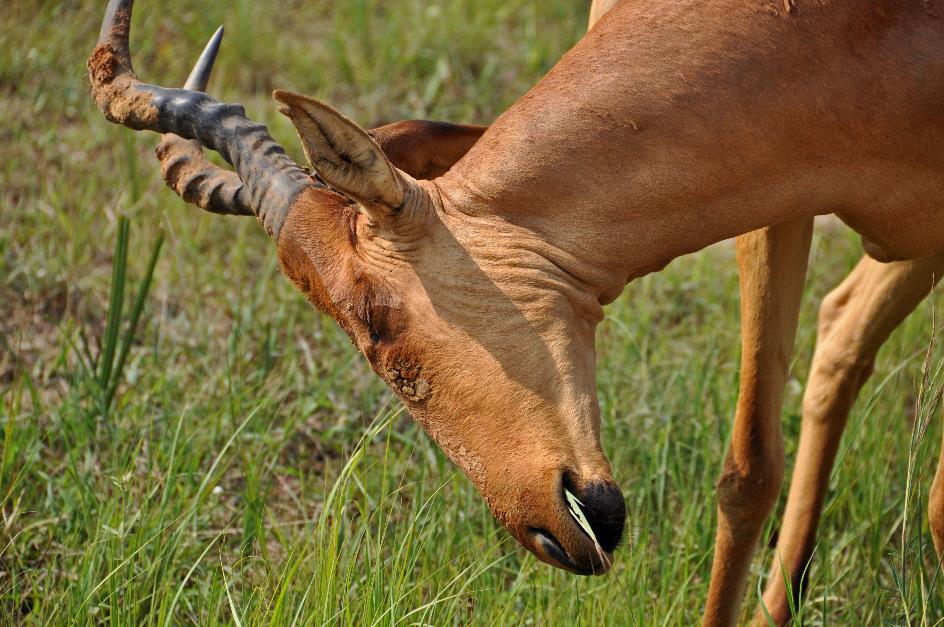 D:\DataFoto\Foto's - Reizen\2016-07-11 Oeganda - Rwanda\02 Murchison Falls Safari 1V\Best Of\OERW0298y.jpg