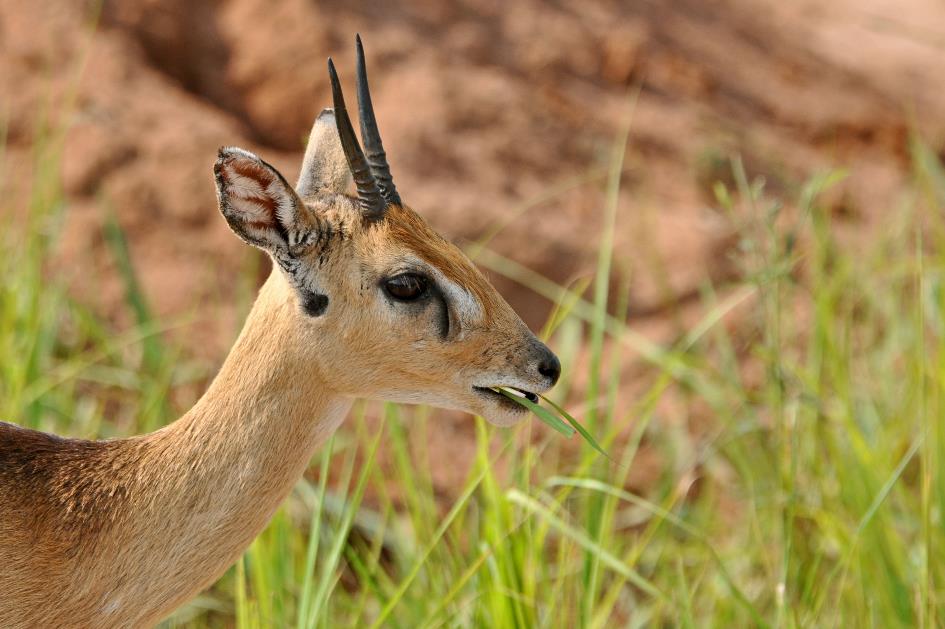 D:\DataFoto\Foto's - Reizen\2016-07-11 Oeganda - Rwanda\02 Murchison Falls Safari 1V\Best Of\OERW0275y.jpg