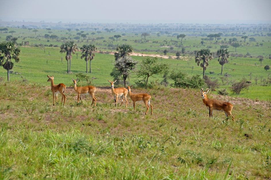 D:\DataFoto\Foto's - Reizen\2016-07-11 Oeganda - Rwanda\02 Murchison Falls Safari 1V\Best Of\OERW0333y.jpg