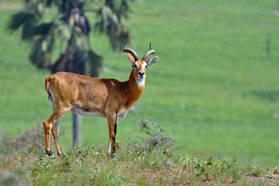 D:\DataFoto\Foto's - Reizen\2016-07-11 Oeganda - Rwanda\02 Murchison Falls Safari 1V\Best Of\OERW0358y.jpg