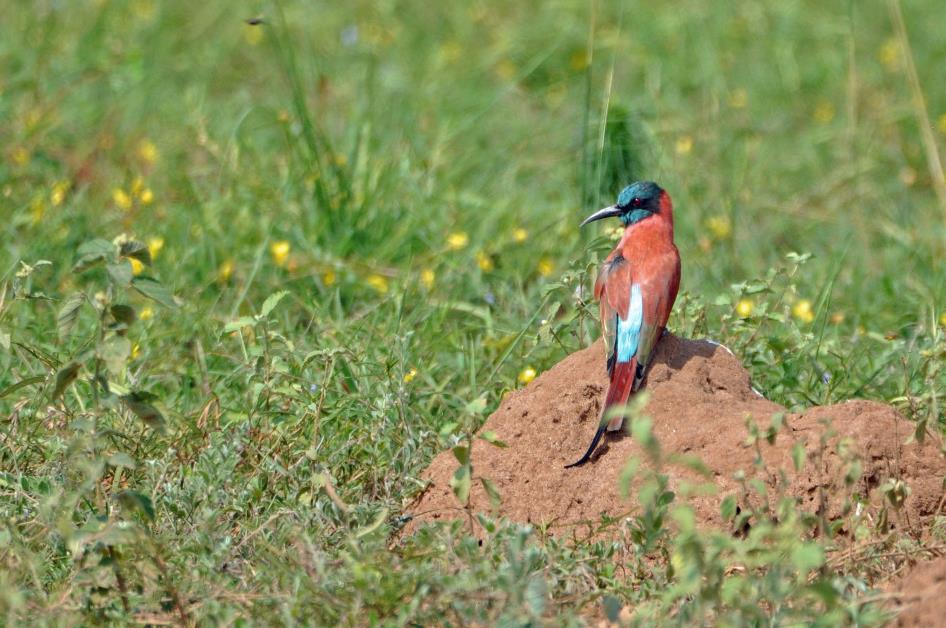 D:\DataFoto\Foto's - Reizen\2016-07-11 Oeganda - Rwanda\02 Murchison Falls Safari 1V\Best Of\OERW0407y.jpg