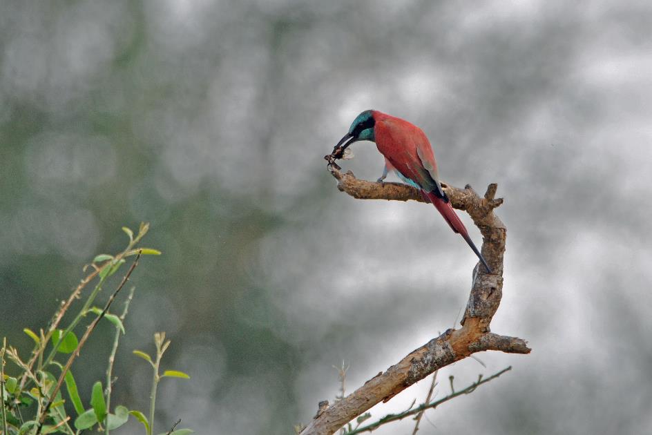 D:\DataFoto\Foto's - Reizen\2016-07-11 Oeganda - Rwanda\02 Murchison Falls Safari 1V\Best Of\OERW0435y.jpg