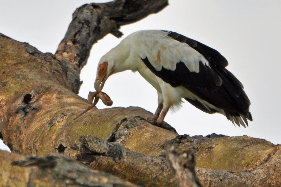 D:\DataFoto\Foto's - Reizen\2016-07-11 Oeganda - Rwanda\02 Murchison Falls Safari 1V\Best Of\OERW0442y.jpg