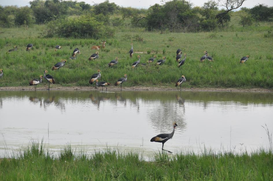 D:\DataFoto\Foto's - Reizen\2016-07-11 Oeganda Rwanda\02 Murchison Falls Safari 1V\OERW0450.JPG