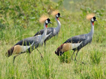 D:\DataFoto\Foto's - Reizen\2016-07-11 Oeganda - Rwanda\02 Murchison Falls Safari 1V\Best Of\OERW0477q.jpg