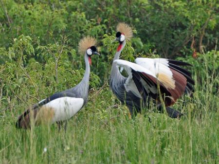 D:\DataFoto\Foto's - Reizen\2016-07-11 Oeganda - Rwanda\02 Murchison Falls Safari 1V\Best Of\OERW0467q.jpg