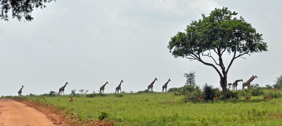 D:\DataFoto\Foto's - Reizen\2016-07-11 Oeganda - Rwanda\02 Murchison Falls Safari 1V\Best Of\OERW0551q.jpg