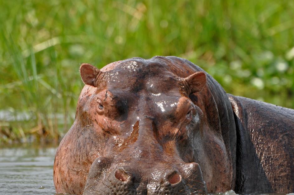 D:\DataFoto\Foto's - Reizen\2016-07-11 Oeganda - Rwanda\03 Murchison Falls Bootsafari 1N1\Best Of\OERW0643y.jpg