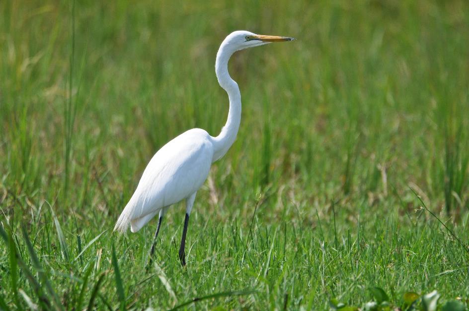 D:\DataFoto\Foto's - Reizen\2016-07-11 Oeganda - Rwanda\03 Murchison Falls Bootsafari 1N1\Best Of\OERW0618y.jpg