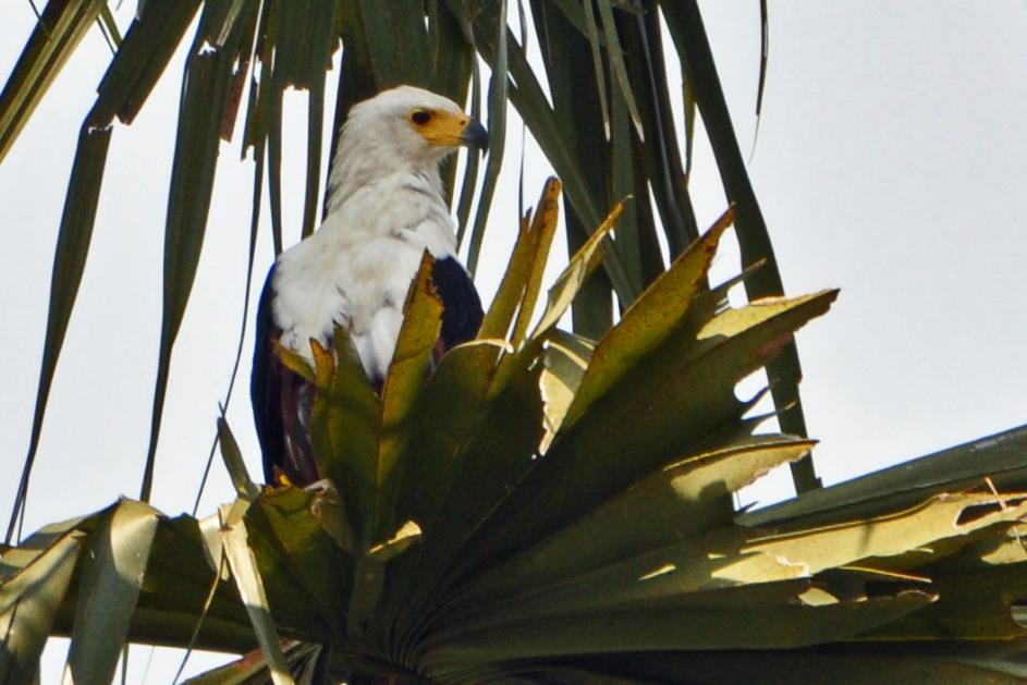 D:\DataFoto\Foto's - Reizen\2016-07-11 Oeganda - Rwanda\03 Murchison Falls Bootsafari 1N1\Best Of\OERW0636y.jpg