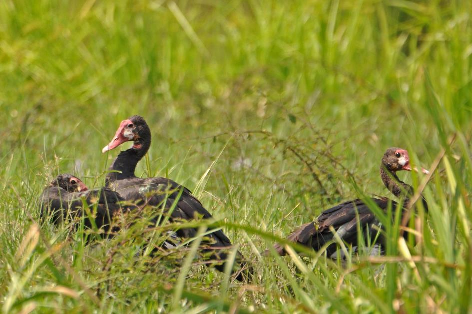 D:\DataFoto\Foto's - Reizen\2016-07-11 Oeganda - Rwanda\03 Murchison Falls Bootsafari 1N1\Best Of\OERW0642y.jpg