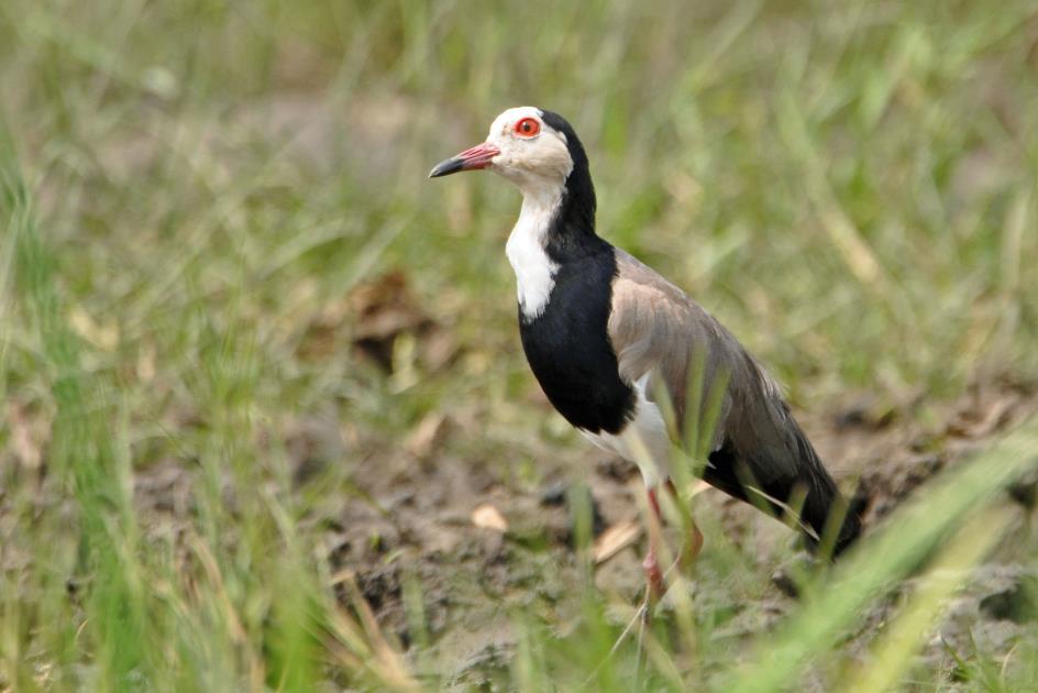 D:\DataFoto\Foto's - Reizen\2016-07-11 Oeganda - Rwanda\03 Murchison Falls Bootsafari 1N1\Best Of\OERW0674y.jpg