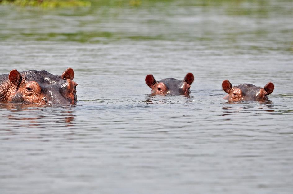 D:\DataFoto\Foto's - Reizen\2016-07-11 Oeganda - Rwanda\03 Murchison Falls Bootsafari 1N1\Best Of\OERW0658y.jpg