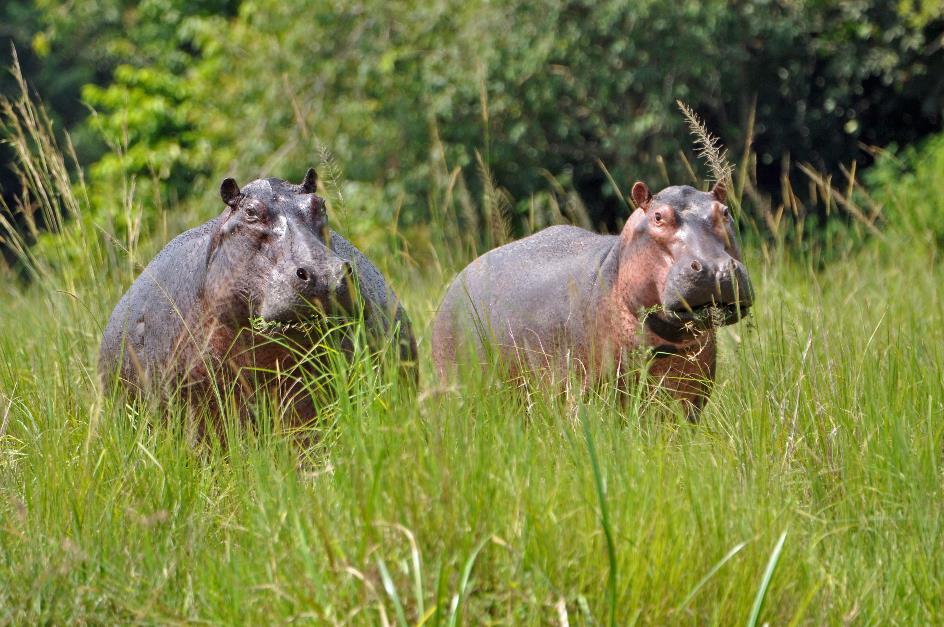 D:\DataFoto\Foto's - Reizen\2016-07-11 Oeganda - Rwanda\03 Murchison Falls Bootsafari 1N1\Best Of\OERW0679y.jpg