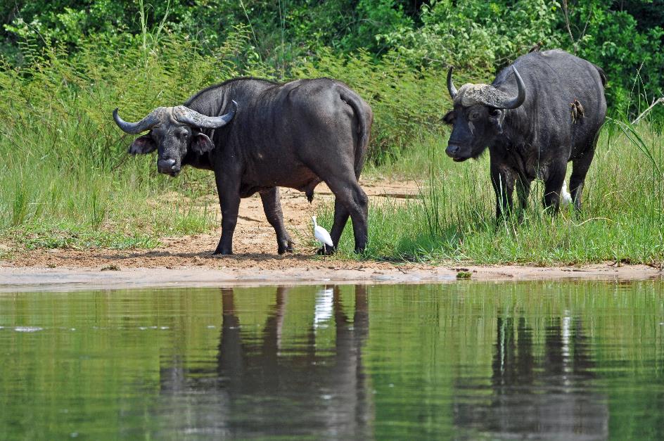 D:\DataFoto\Foto's - Reizen\2016-07-11 Oeganda - Rwanda\03 Murchison Falls Bootsafari 1N1\Best Of\OERW0699y.jpg