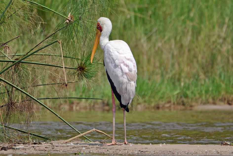 D:\DataFoto\Foto's - Reizen\2016-07-11 Oeganda - Rwanda\03 Murchison Falls Bootsafari 1N1\Best Of\OERW0712y.jpg