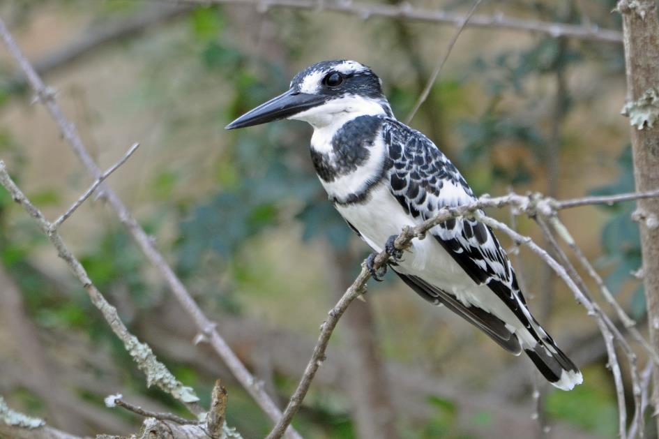 D:\DataFoto\Foto's - Reizen\2016-07-11 Oeganda - Rwanda\03 Murchison Falls Bootsafari 1N1\Best Of\OERW0739y.jpg