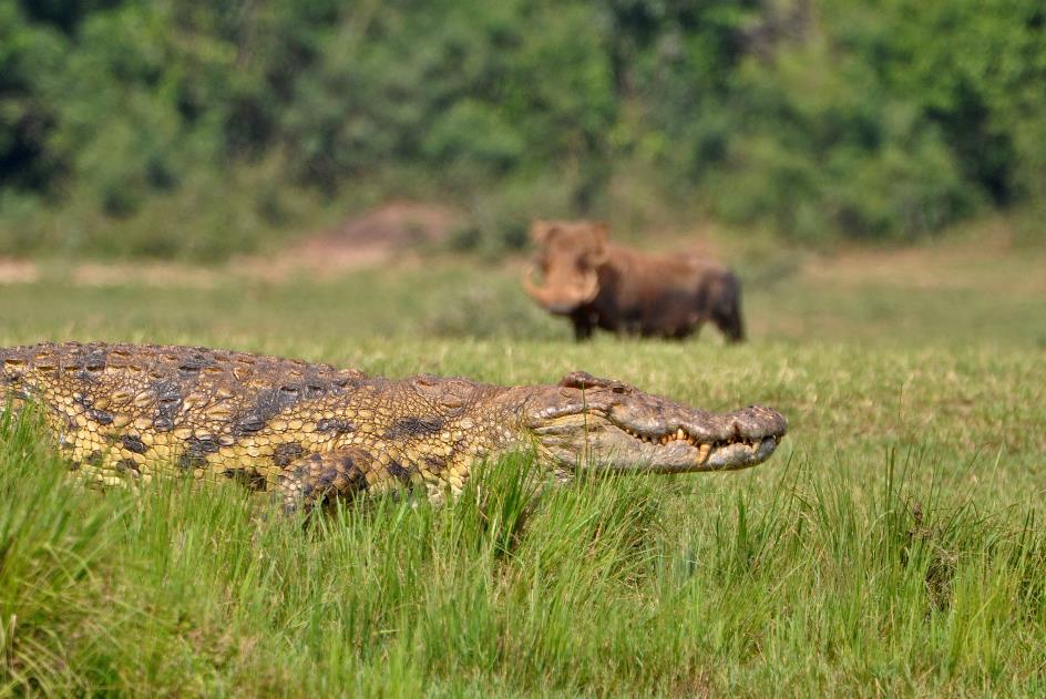 D:\DataFoto\Foto's - Reizen\2016-07-11 Oeganda - Rwanda\03 Murchison Falls Bootsafari 1N1\Best Of\OERW0790y.jpg