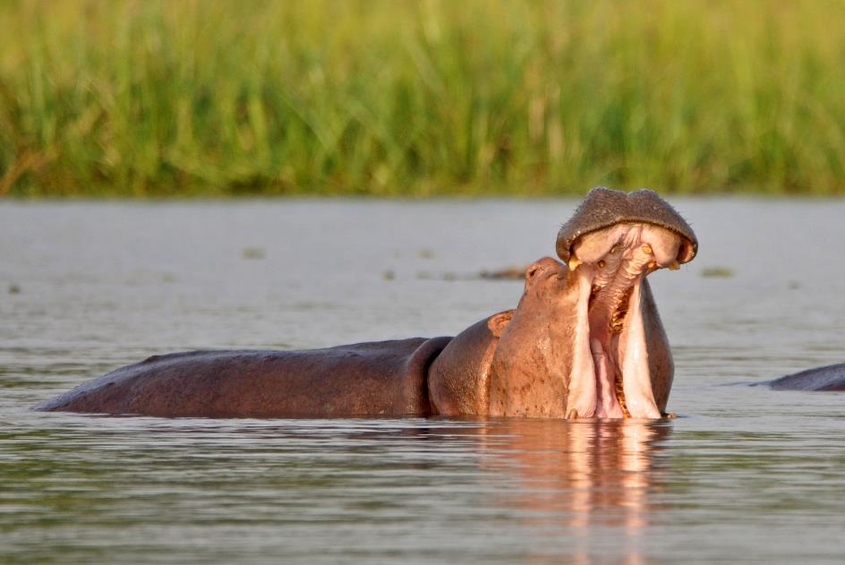 D:\DataFoto\Foto's - Reizen\2016-07-11 Oeganda - Rwanda\05 Murchison Falls Bootsafari 1N3\Best Of\OERW0956y.jpg