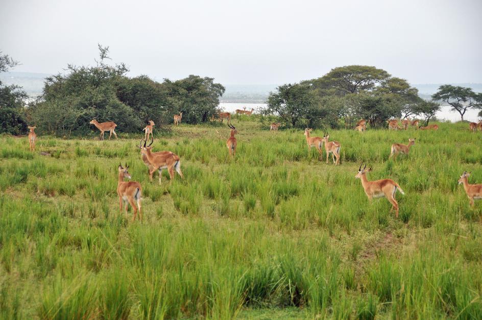 D:\DataFoto\Foto's - Reizen\2016-07-11 Oeganda - Rwanda\07 Murchison Falls Safari 2V\Best Of\OERW1047y.jpg