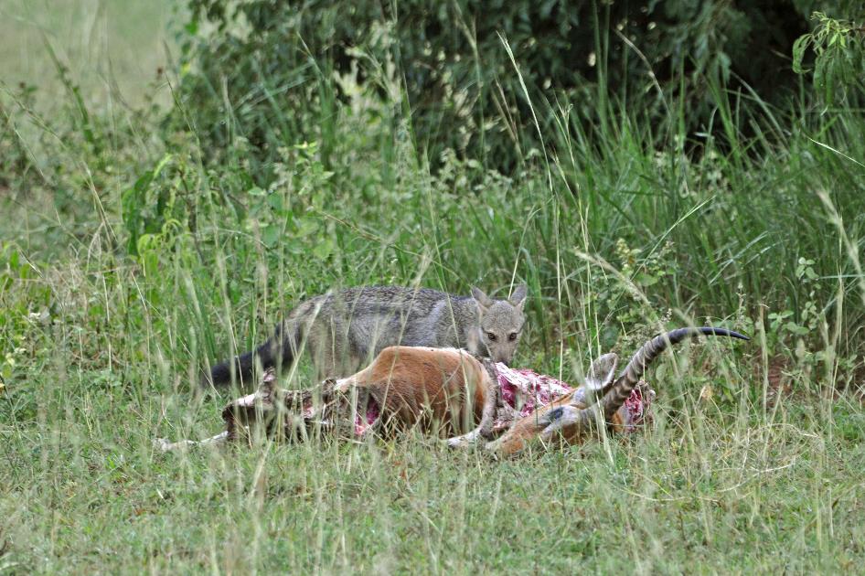 D:\DataFoto\Foto's - Reizen\2016-07-11 Oeganda - Rwanda\07 Murchison Falls Safari 2V\Best Of\OERW1054y.jpg