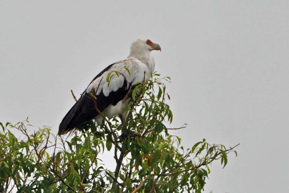 D:\DataFoto\Foto's - Reizen\2016-07-11 Oeganda - Rwanda\07 Murchison Falls Safari 2V\Best Of\OERW1060y.jpg