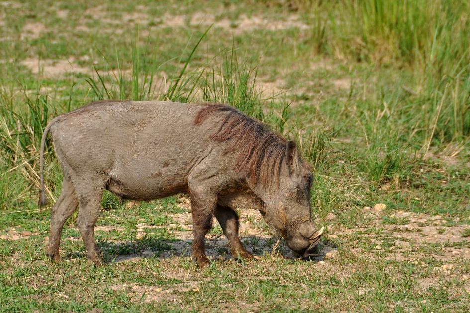 D:\DataFoto\Foto's - Reizen\2016-07-11 Oeganda - Rwanda\02 Murchison Falls Safari 1V\Best Of\OERW0167y.jpg