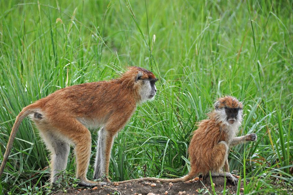 D:\DataFoto\Foto's - Reizen\2016-07-11 Oeganda - Rwanda\07 Murchison Falls Safari 2V\Best Of\OERW1101y.jpg