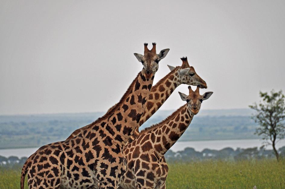 D:\DataFoto\Foto's - Reizen\2016-07-11 Oeganda - Rwanda\07 Murchison Falls Safari 2V\Best Of\OERW1088y.jpg