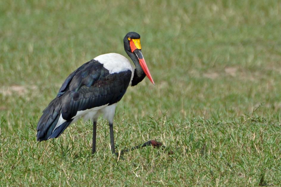 D:\DataFoto\Foto's - Reizen\2016-07-11 Oeganda - Rwanda\03 Murchison Falls Bootsafari 1N1\Best Of\OERW0790y.jpg