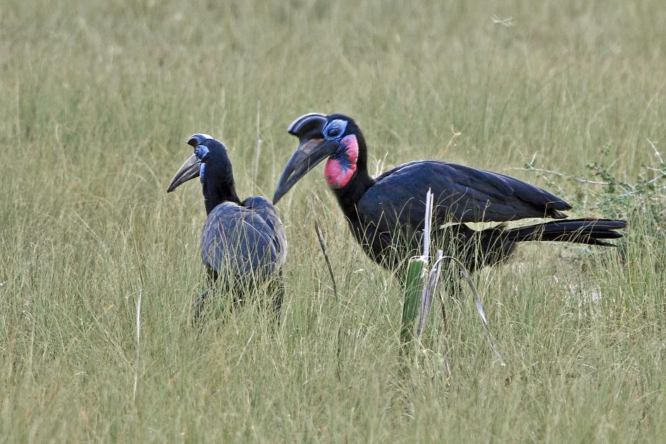 D:\DataFoto\Foto's - Reizen\2016-07-11 Oeganda - Rwanda\05 Murchison Falls Bootsafari 1N3\Best Of\OERW0956y.jpg