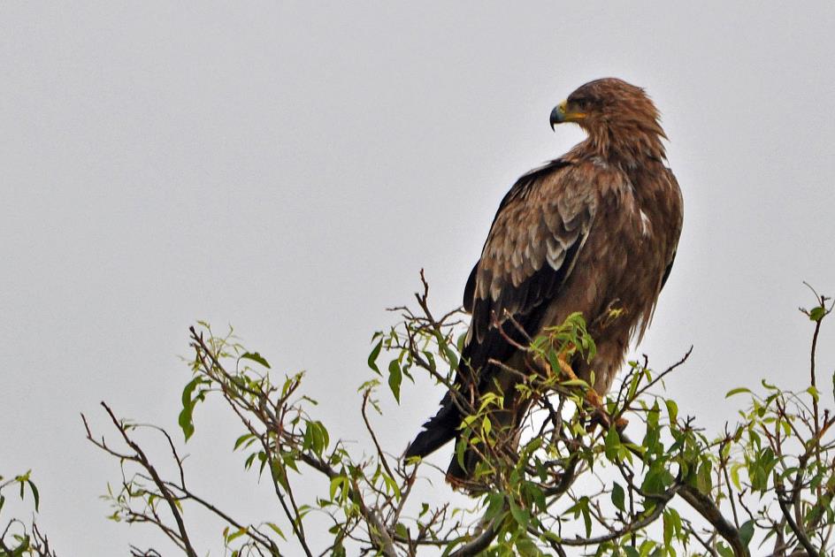 D:\DataFoto\Foto's - Reizen\2016-07-11 Oeganda - Rwanda\07 Murchison Falls Safari 2V\Best Of\OERW1060y.jpg