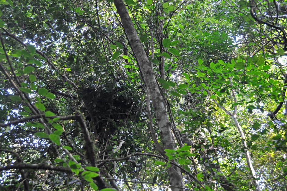 D:\DataFoto\Foto's - Reizen\2016-07-11 Oeganda - Rwanda\09 Kibale Chimpansee Trekking\Best Of\OERW1264y.jpg