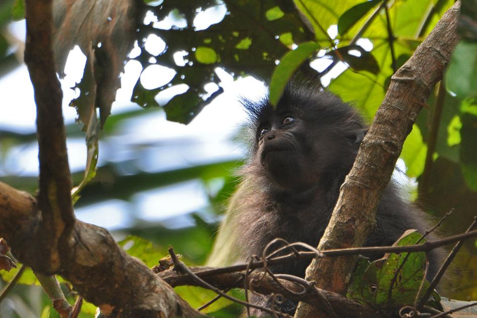 D:\DataFoto\Foto's - Reizen\2016-07-11 Oeganda - Rwanda\10 Bigodi Wetlands Wandeling\Best Of\OERW1461y.jpg