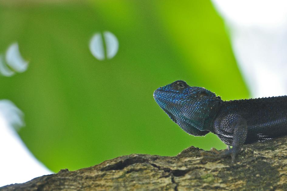 D:\DataFoto\Foto's - Reizen\2016-07-11 Oeganda - Rwanda\10 Bigodi Wetlands Wandeling\Best Of\OERW1479y.jpg