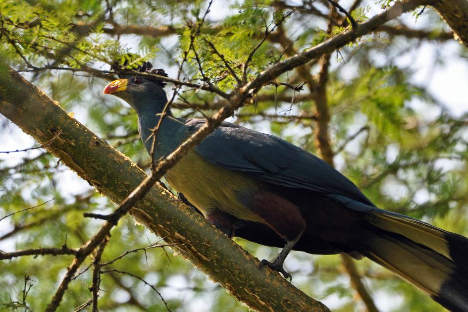 D:\DataFoto\Foto's - Reizen\2016-07-11 Oeganda - Rwanda\10 Bigodi Wetlands Wandeling\Best Of\OERW1524y.jpg