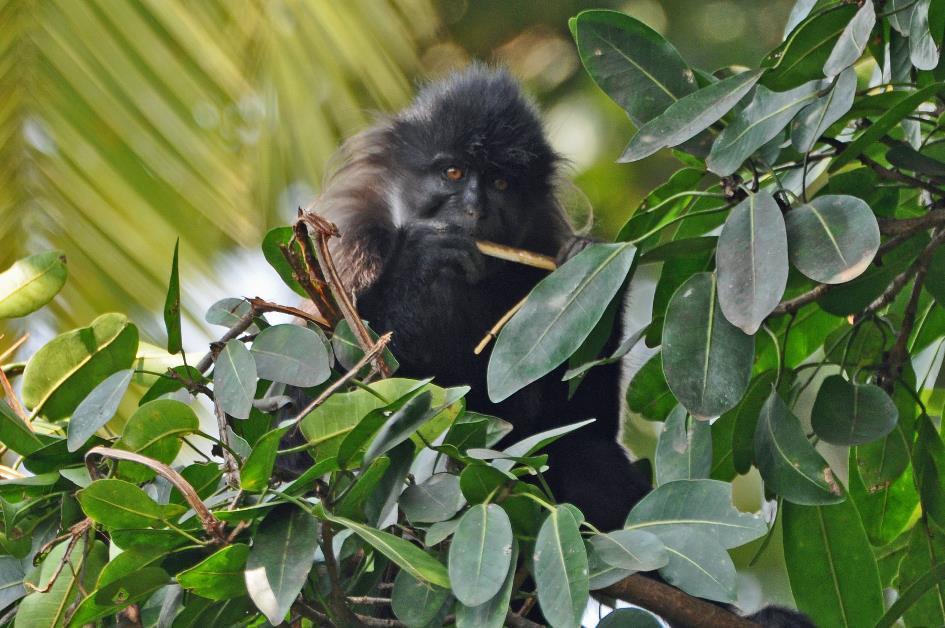 D:\DataFoto\Foto's - Reizen\2016-07-11 Oeganda - Rwanda\10 Bigodi Wetlands Wandeling\Best Of\OERW1546y.jpg