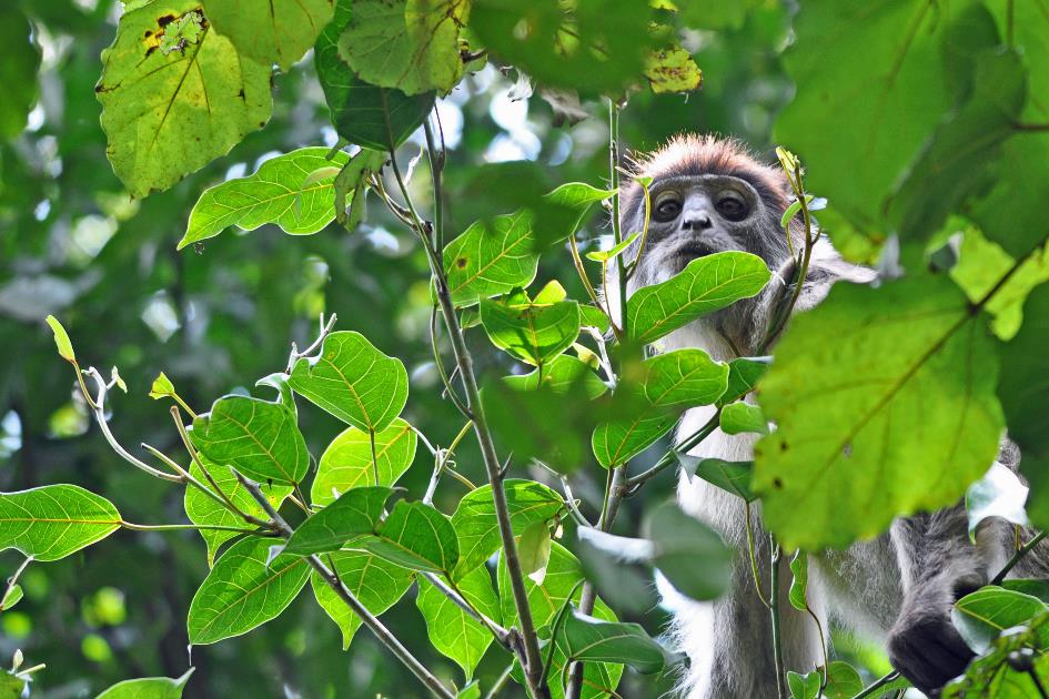 D:\DataFoto\Foto's - Reizen\2016-07-11 Oeganda - Rwanda\10 Bigodi Wetlands Wandeling\Best Of\OERW1654y.jpg