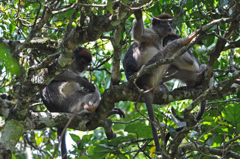 D:\DataFoto\Foto's - Reizen\2016-07-11 Oeganda - Rwanda\10 Bigodi Wetlands Wandeling\Best Of\OERW1565y.jpg