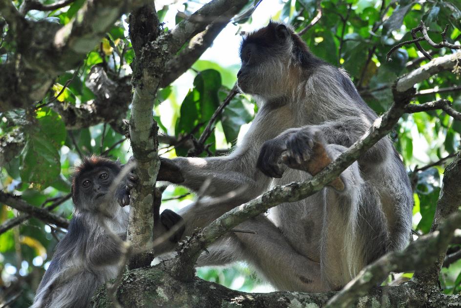 D:\DataFoto\Foto's - Reizen\2016-07-11 Oeganda - Rwanda\10 Bigodi Wetlands Wandeling\Best Of\OERW1585y.jpg